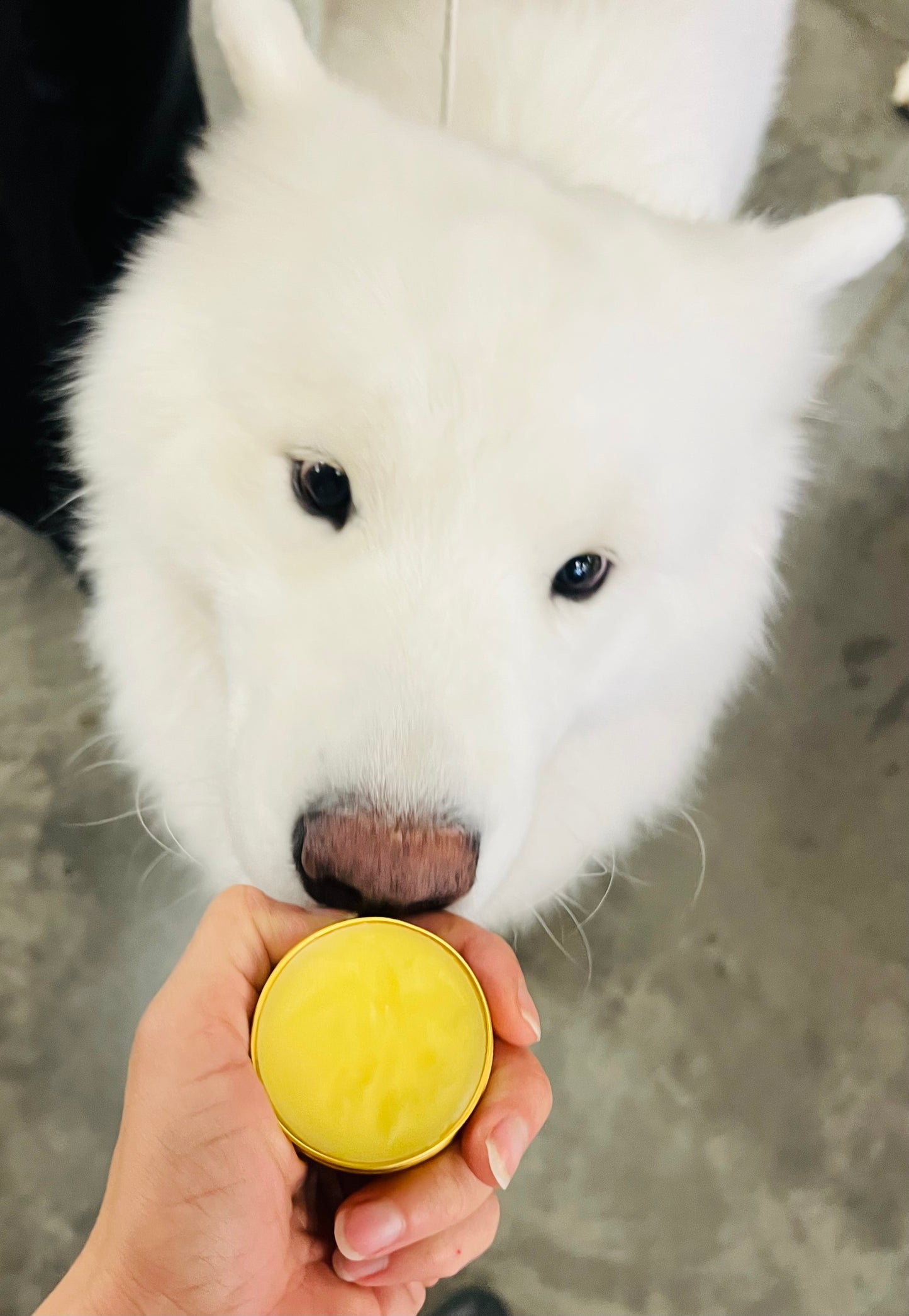 Dog Balm